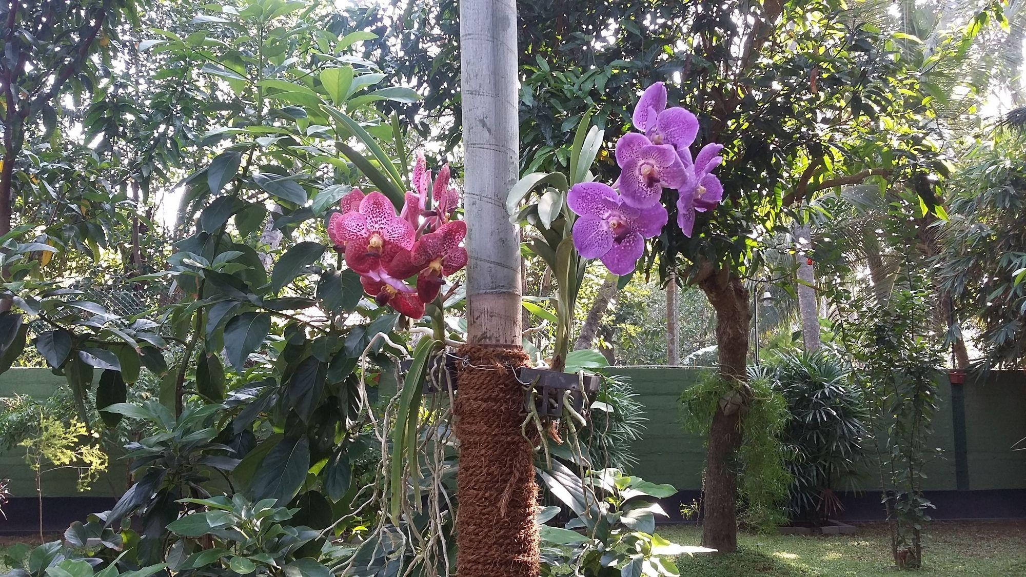 West Dene Bed and Breakfast Negombo Exteriör bild
